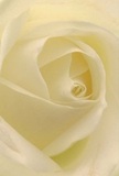 Let this image guide you into the tranquil heart of a cream-white rose, with petals unfurling in gentle spirals as though revealing their secrets to the morning light. The soft curves beckon exploration, each touch as weightless as the mist rising over Tunbridge Wells Common. Luminous highlights and subtle shadows add depth throughout the ivory folds, creating a peaceful scene filled with quiet drama. The rose's composure embodies serenity and hope-the same sense of peace found walking through Grove Park at sunrise. Its unfurling petals offer a pure gesture of respect, ideal for times of sympathy or for honouring meaningful beginnings. There's an alluring, faint sweetness in the air-an echo of nature's artistry. Hand-crafted for genuine connection, this rose captures not just beauty, but also the sincerity and careful attention of Tunbridge Wells florists, making every delivery a uniquely heartfelt gift.